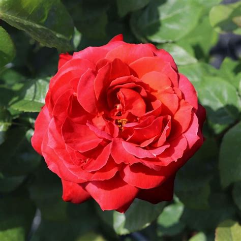 Fragrant Cloud |Hybrid Tea Rose |4ltr potted – Henry Street Nursery