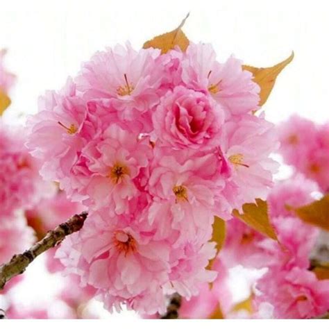 GARDEN Japanese Weeping Sakura Cherry Blossom Flower Tree Seeds Cold ...