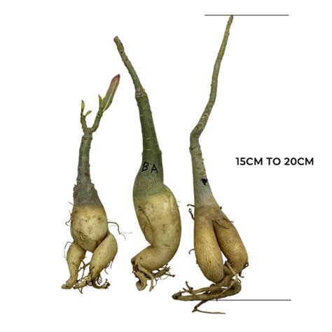 Adenium BR 114 - Mature