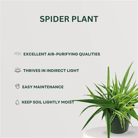 Low Maintenance Plant Combo – Gardengram