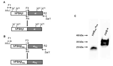 A Novel Follitropin Analog Inhibits Follitropin Activity In Vitro