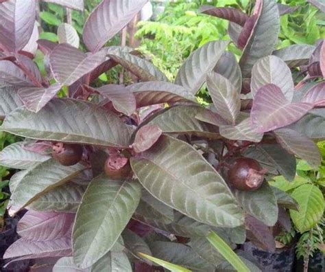 Nelesa Gardening Live Red Malaysian Guava Fruit Plant : Amazon.in ...