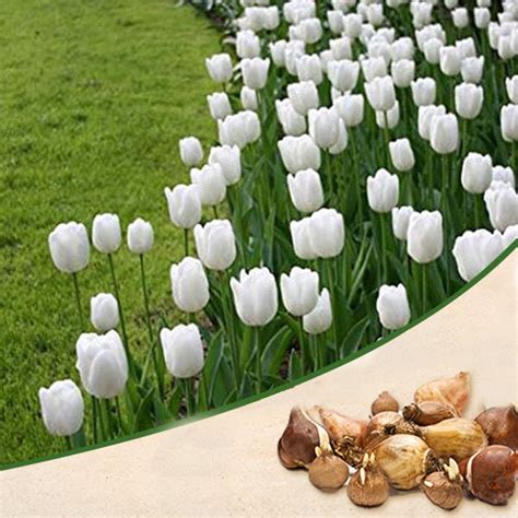 Buy Tulip Royal Virgin (White) - Bulbs online from Nurserylive at ...