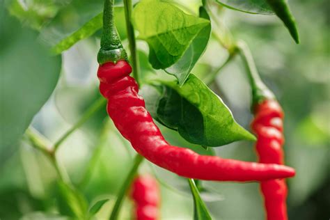 The cayenne pepper (Capsicum annuum) is a tropical plant that can ...