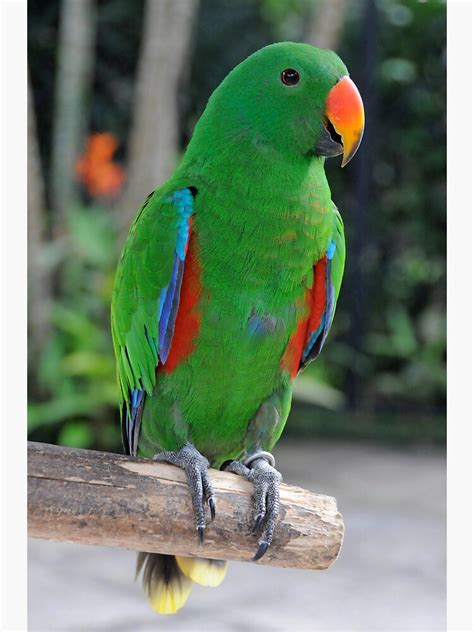 Image result for Parrot Search Algorithm