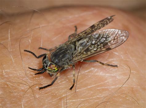 Heatwave causes influx of painful horsefly bites: here's what to do if you get bitten | Woman & Home