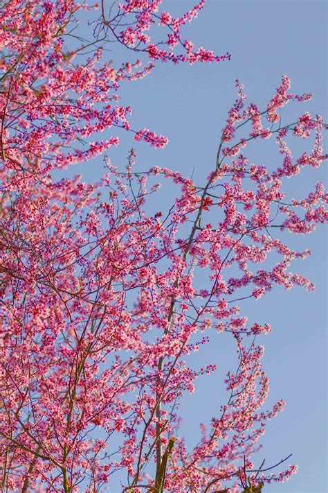 Cherry Blossom Japan 的图像结果