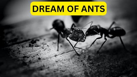 Dream Of Ants - Represent Your Feelings And Emotions