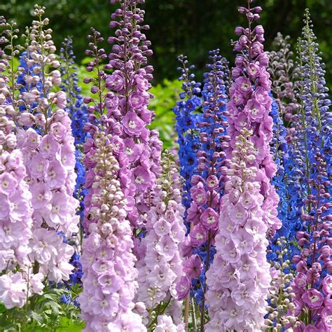 July Birth Flower Meanings: Larkspur & Water Lily | Floraly
