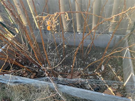 Image result for Raspberry Pruning Basics