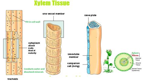 Tissues Class 9 Notes Science Chapter 6 Free PDF
