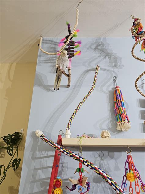 Living like the queen she is : r/cockatiel