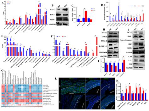 Multi-Omics Reveals the Role of Arachidonic Acid Metabolism in the Gut ...