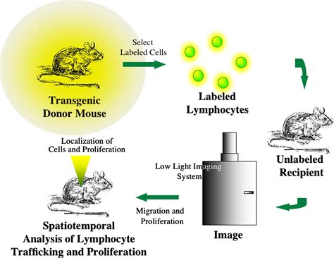 Mouse Models of Bone Marrow Transplantation - Biology of Blood and Marrow Transplantation
