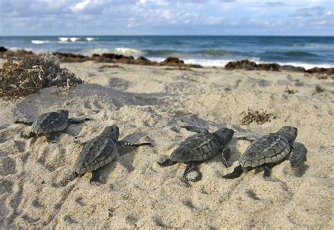 Loggerhead Sea Turtle Hatchlings 的图像结果