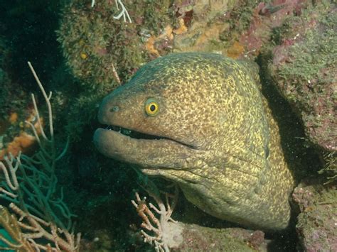 DIVE COSTA RICA (2025) All You Need to Know BEFORE You Go (with Photos ...