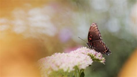 Download wallpaper 3840x2160 butterfly, wings, pattern, flower, macro ...