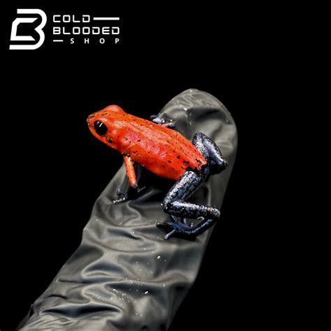 Strawberry Dart Frogs - Oophaga pumilio
