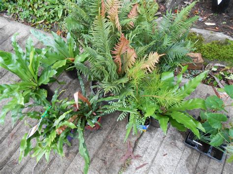 Megan Seagren's Journal: Planting a Native Australian Shade Garden in ...