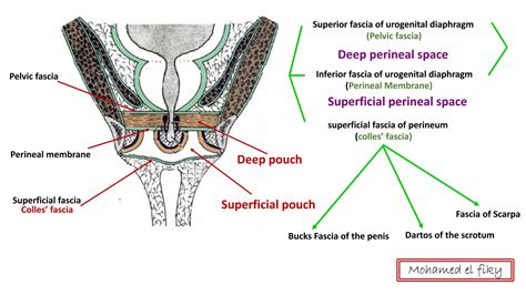 Layers Of Urogenital Triangle