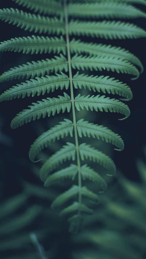 Download wallpaper 1080x1920 leaf, carved, plant, green, macro samsung ...