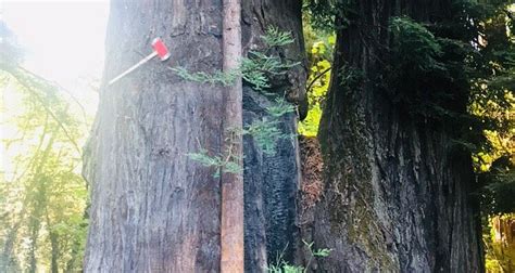 Redcrest Tourism (2022): Best of Redcrest, CA - Tripadvisor