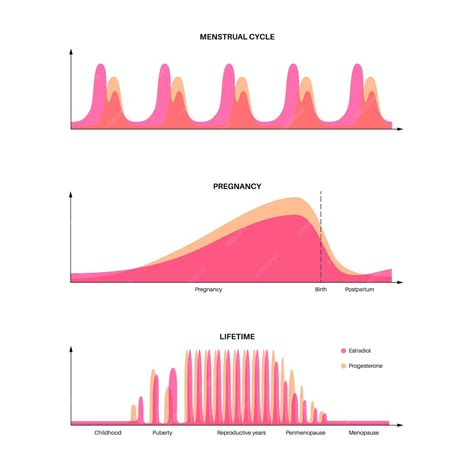 Menstrual cycle and pregnancy graphic hormones in the female body estradiol and progesterone in ...