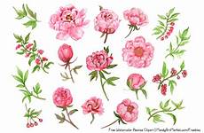 peony clipart free watercolor peonies clipart peony clipart free watercolor peonies clipart