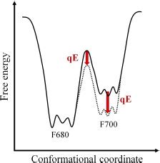 Protein Evolution Landscape 的图像结果
