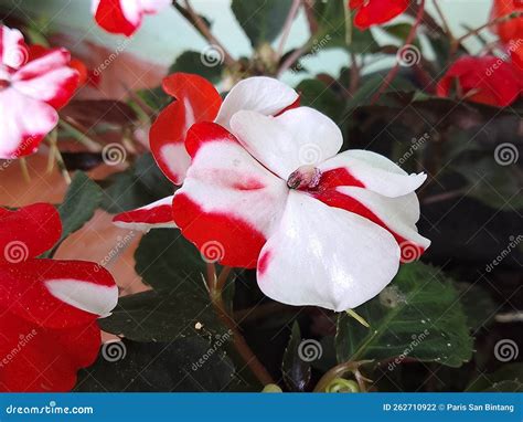 Impatiens Redwhite stock photo. Image of meters, impatiens - 262710922