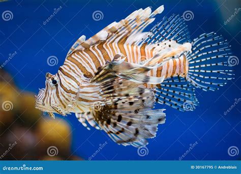 Lionfish stock image. Image of lion, colorful, poison - 30167795