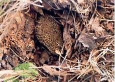 igel schlafen ausmalbild 220 ber igel igel in not im herbst sprache der igel igel schlafen ausmalbild 220 ber igel igel in not im herbst sprache der igel