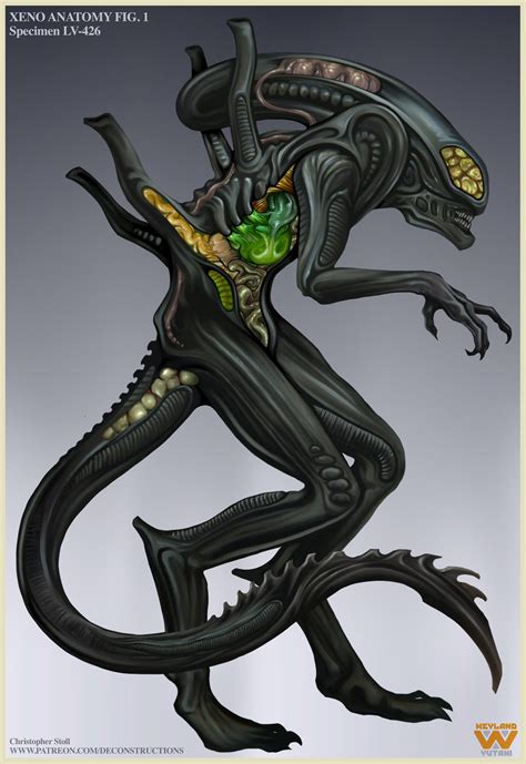 Alien Xenomorph Anatomy 的图像结果