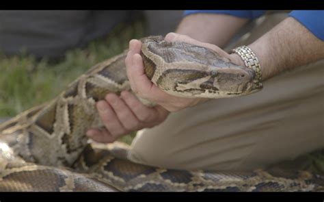 Image result for How Do Python Hunt