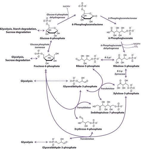 Pentose Phosphate Pathway Two Different Pathways For The [IMAGE]