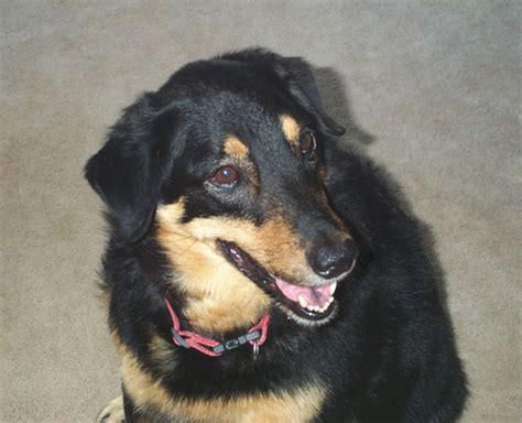 Gastrointestinal Laboratory - Texas A&M Veterinary Medicine ...