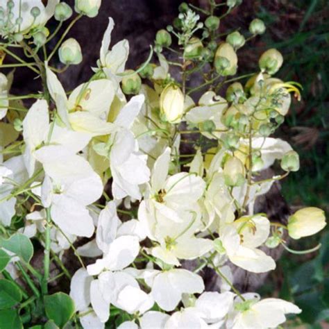 White Cassia Fistula / Rainbow Shower Tree - Avenue Trees — PlantsMarket