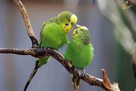 Budgerigar Bird Facts at Milla Gadsdon blog
