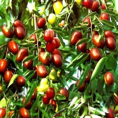 SHOP 360 GARDEN Ziziphus mauritiana / Indian jujube / Indian plum / Ber ...