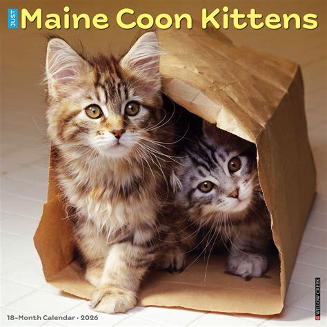 2026 Willow Creek Maine Coon Kittens 12" x 12" Monthly Wall Calendar ...