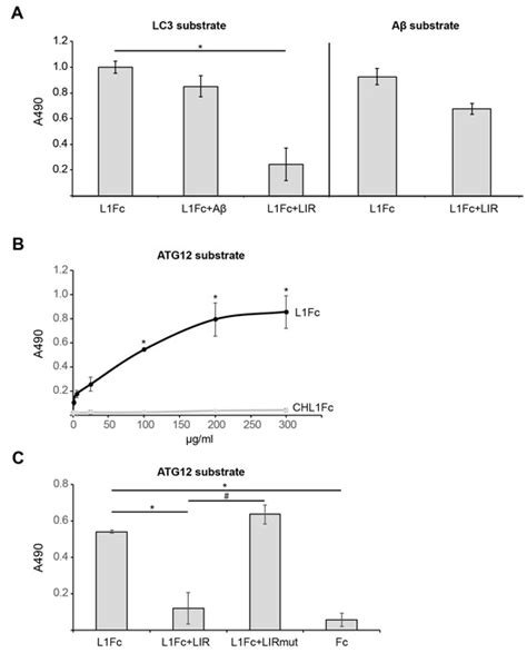 Functional Relationships between L1CAM, LC3, ATG12, and Aβ
