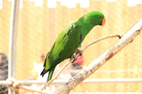 Image result for Bird Simple Parrot Image