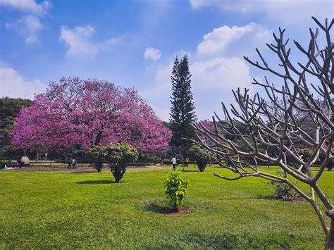 Why is Bengaluru bathed in pink? | Condé Nast Traveller India