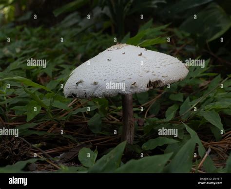 Toxic False Parasol or Chlorophyllum molybdites mushroom that causes ...