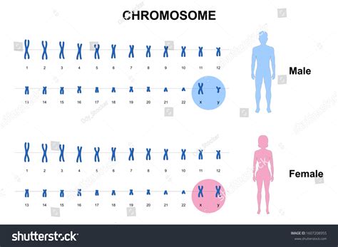 Sex chromosomes Images, Stock Photos & Vectors | Shutterstock