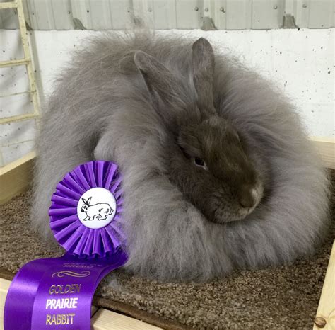 French Angora Rabbit Self Lilac with 3 'Best in Show' Awards