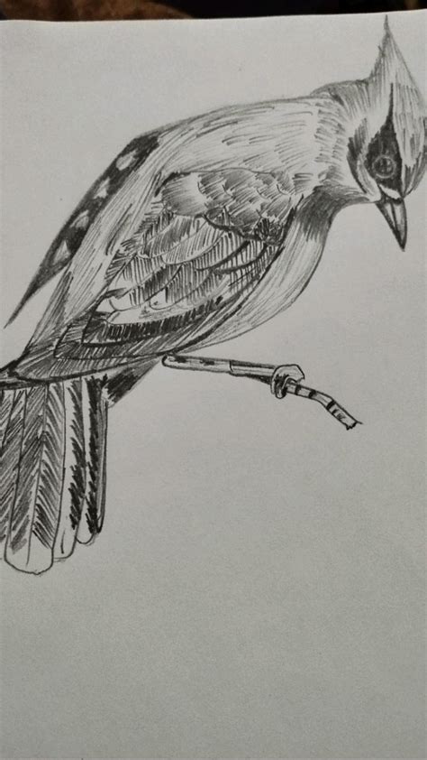 Image result for Bird Drawing Shading