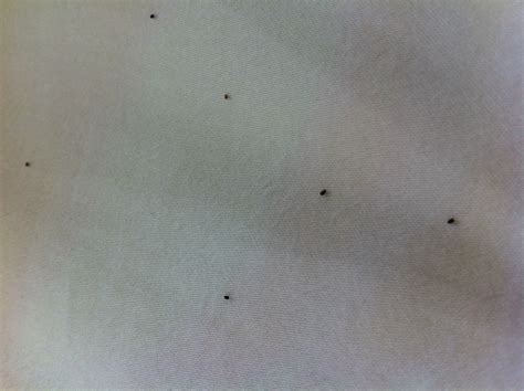 Black Spots On Sheets Not Bed Bugs at Sara Miller blog