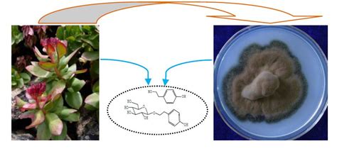 Potential of the Endophytic Fungus Phialocephala fortinii Rac56 Found ...
