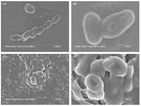Probiotic-Mediated Biosynthesis of Silver Nanoparticles and Their ...